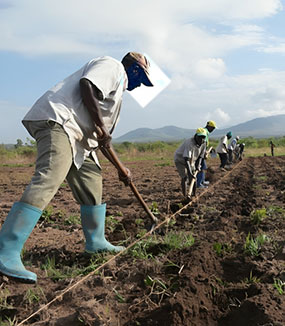arima-farms