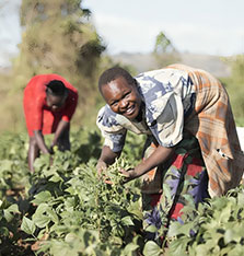 arima-farms